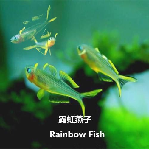 霓虹燕子( 它真的适合和其它鱼混养吗)