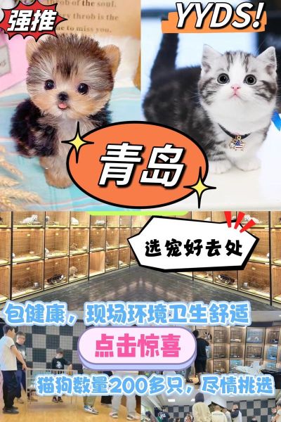 青岛宠物市场(青岛宠物市场有靠谱的领养机构吗)