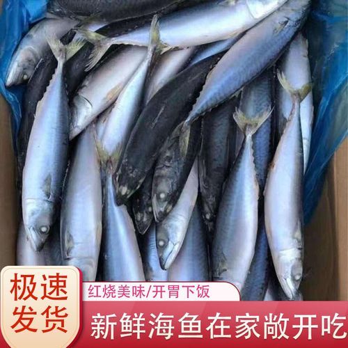 青川鱼(它和鲐鱼有什么关系)