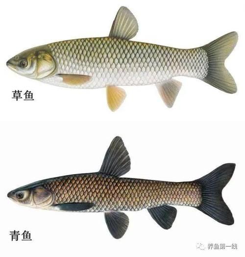 青竹鱼(它和军鱼有什么区别)