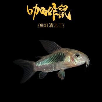 青苔鼠(到底哪种更适合除藻)
