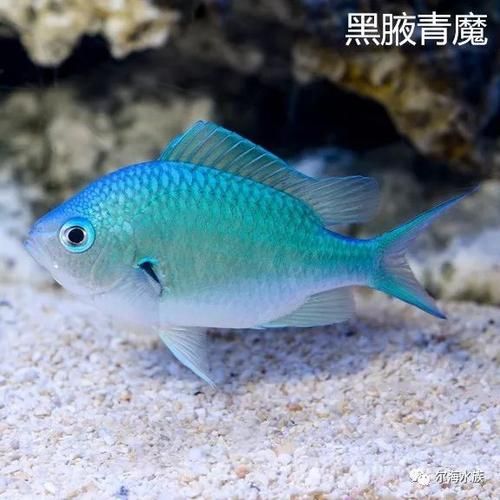 青魔(它在水族箱里能活多久)