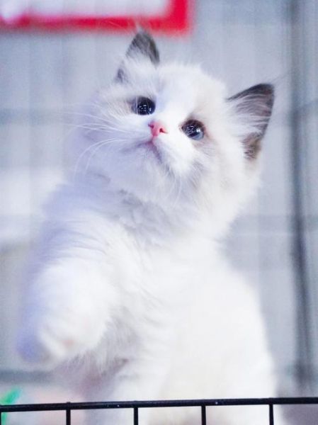 非纯种猫(还是颜值更高)