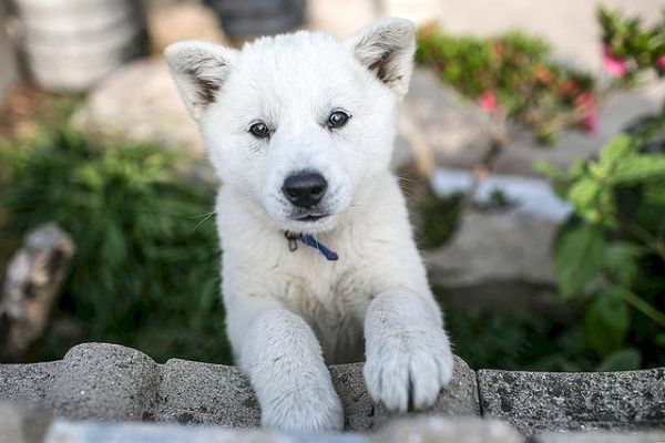 韩国狗(珍岛犬和中华田园犬哪个更常见)