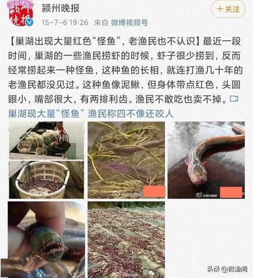 须鳗虾虎鱼( 它是从哪里来的)
