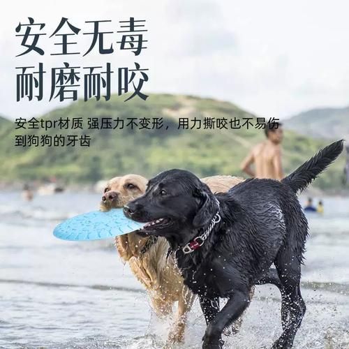 飞盘狗训练(如何训练出专业的飞盘犬)