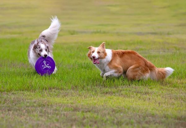 飞盘狗训练(如何训练出专业的飞盘犬)