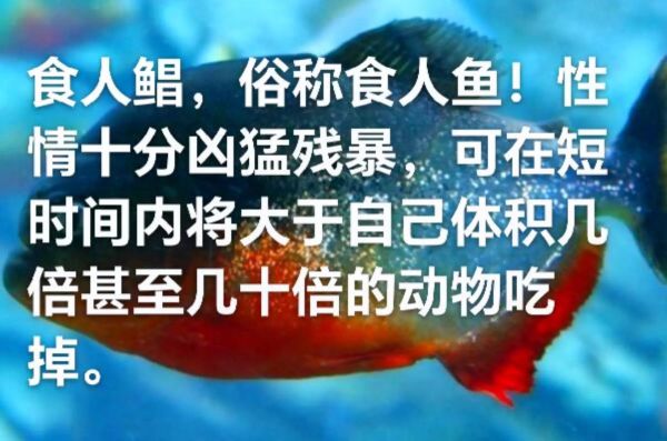 食人鲳(会破坏生态吗)