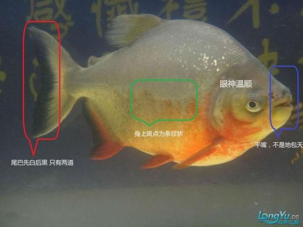 食人鲳鱼(傻傻分不清楚)