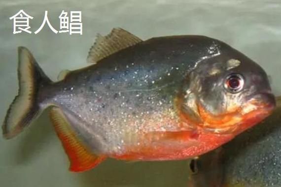 食人鲳鱼(傻傻分不清楚)