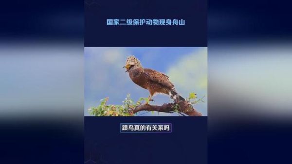 饮鸩止渴的鸩是什么鸟(它到底是什么生物)