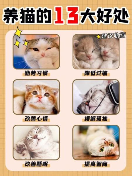 饲养宠物(养宠物到底有什么好处呢)