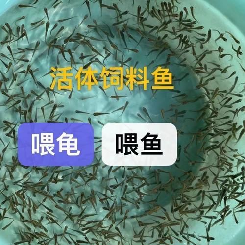 饲料鱼( 比一般的鱼还差劲)