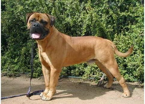 马士提夫獒犬(它适合当宠物吗)