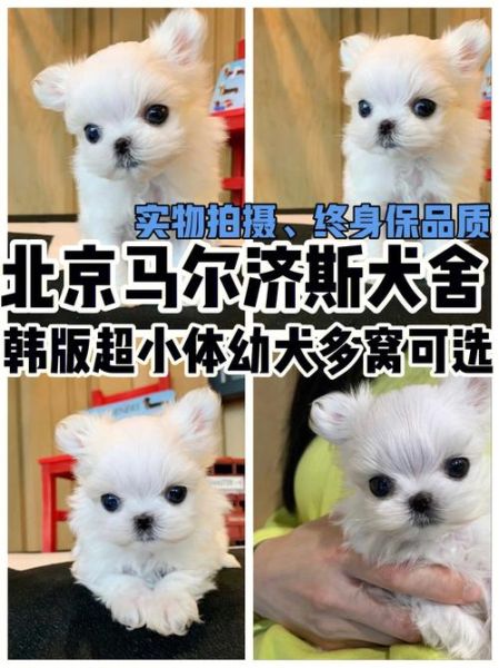 马尔济斯(它真的适合家里有小孩的家庭吗)