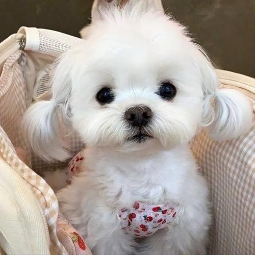 马尔济斯犬(为什么养的人不多呢)