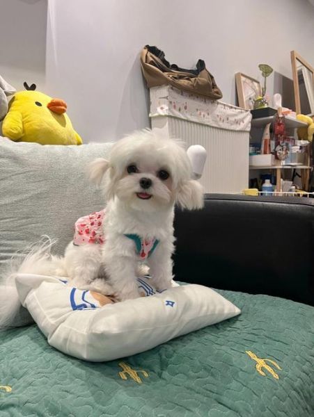 马尔济斯犬(为什么养的人不多呢)