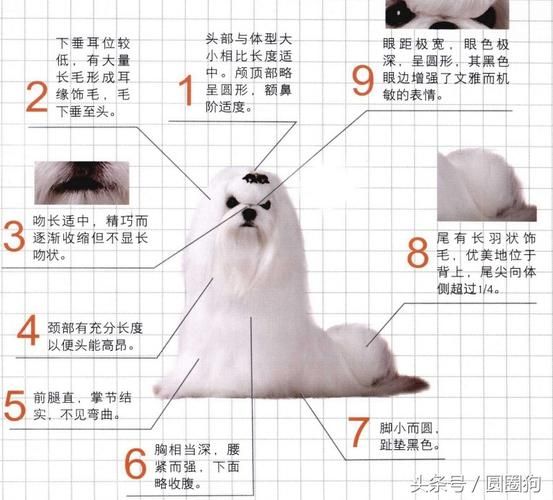 马尔济斯犬价格(到底哪种更适合我)