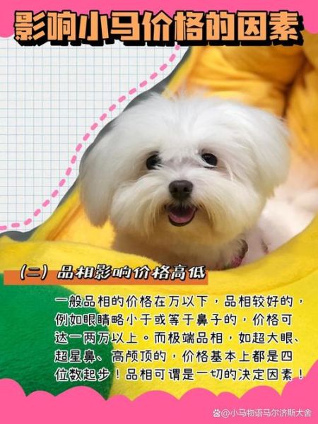 马尔济斯犬价格(到底哪种更适合我)