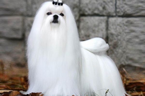 马尔济斯犬多少钱(哪个价格更合理)