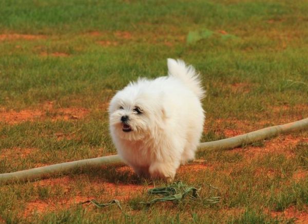 马尔济斯犬太难养了(它真的像传说中那么难搞吗)