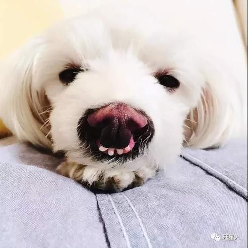 马尔济斯犬太难养了(它真的像传说中那么难搞吗)