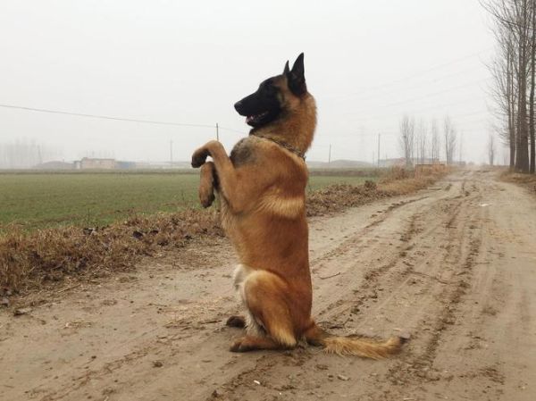 马犬(它真的那么危险吗)
