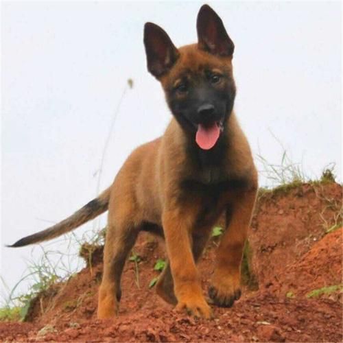马犬价格(便宜的马犬真的能看家吗)