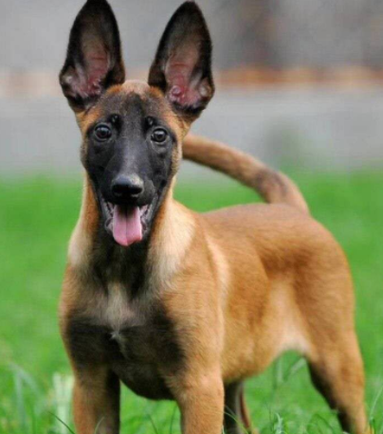 马犬价格(便宜的马犬真的能看家吗)