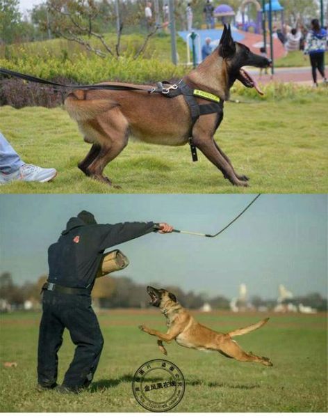 马犬训练( 训练马犬需要注意哪些细节才能事半功倍)
