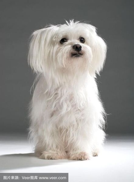 马耳他梗犬(它们真的那么容易照顾吗)