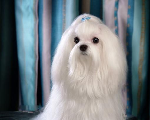 马耳他犬(适合在城市里养吗)