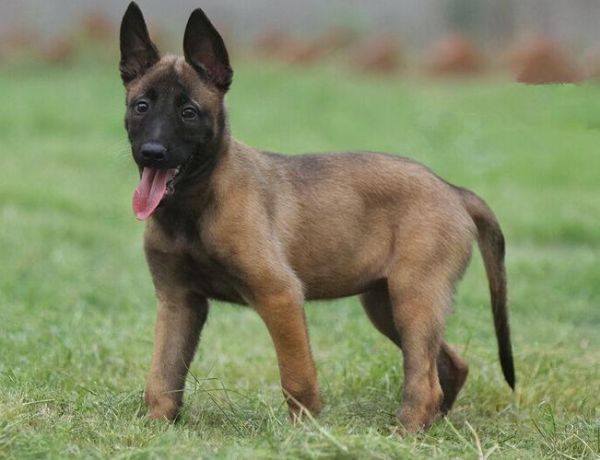 马里努阿犬(还有哪些优点)