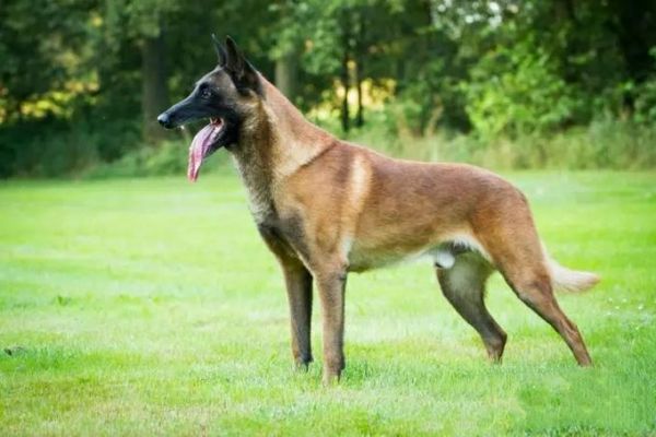 马里努阿犬(还有哪些优点)