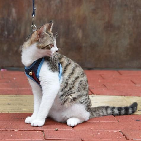 驯服小野猫(怎么才能让它乖乖听话)