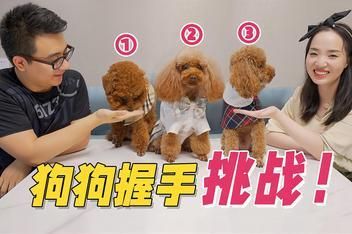 驯狗教程( 如何让狗狗学会握手)