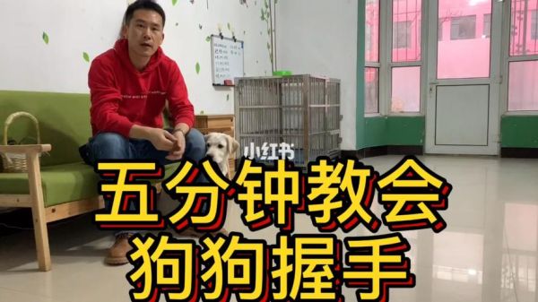 驯狗教程( 如何让狗狗学会握手)