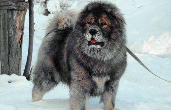 高加索山脉犬(它真的那么厉害吗)