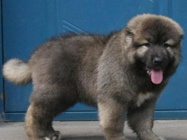 高加索牧羊犬( 它到底有多强大)
