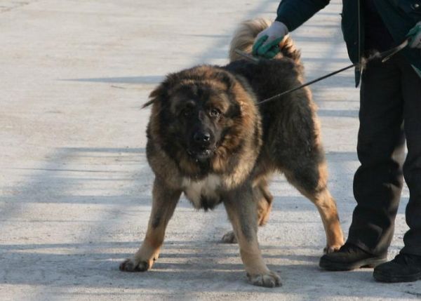 高加索牧羊犬( 它到底有多强大)