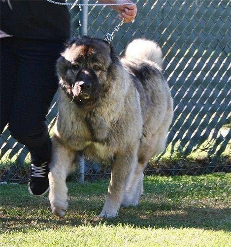 高加索犬(它会攻击人吗)