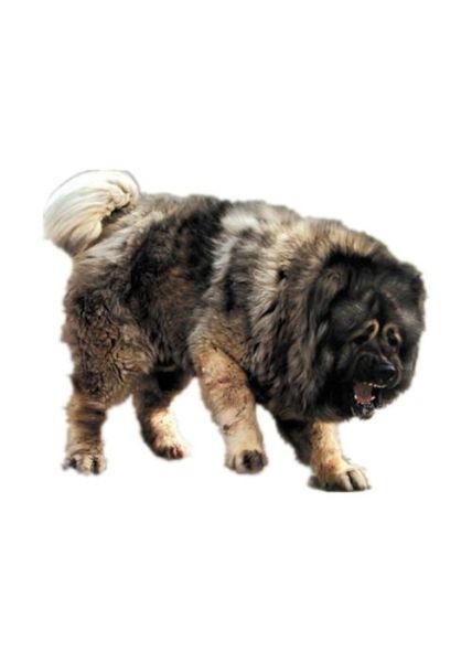 高加索犬与藏獒打架(谁才是真正的王者)