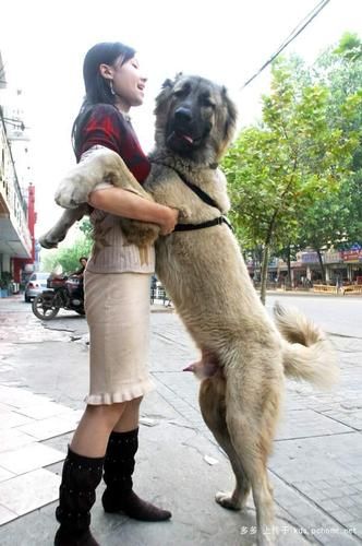 高加索犬与藏獒打架(谁才是真正的王者)