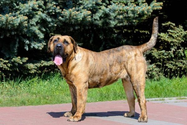高加索犬价格(质量有保证吗)