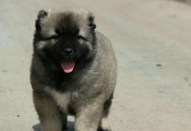 高加索犬价格(质量有保证吗)