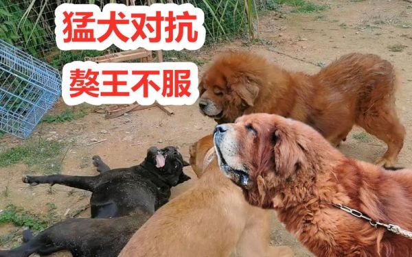 高加索犬咬死藏獒(谁会赢得这场生死斗)