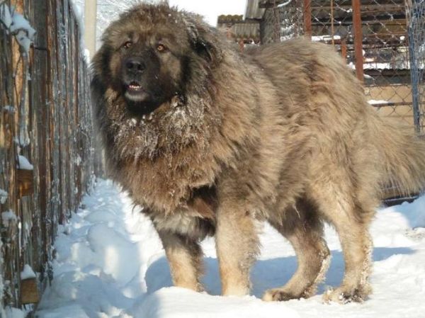 高加索犬咬死藏獒(谁会赢得这场生死斗)
