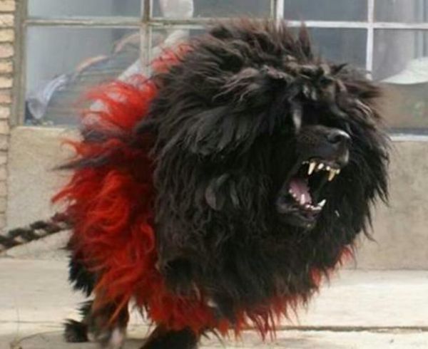 鬼獒pk藏獒(两者的区别到底在哪)
