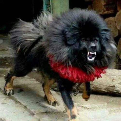鬼獒价格(到底有多吓人)