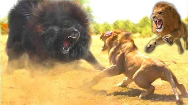 鬼獒咬死藏獒视频( 到底谁才是最凶猛的犬种)